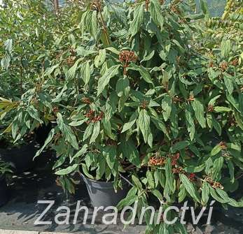 kalina - Viburnum rhytidophylum 'Little Snowball'