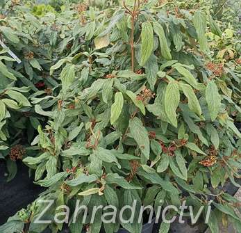 kalina - Viburnum rhytidophylum 'Little Snowball'