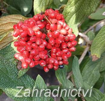 kalina - Viburnum rhytidophylum 'Little Snowball'