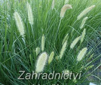 dochan - Pennisetum alopecuroides ´Herbstzauber´