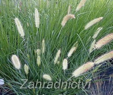 dochan - Pennisetum alopecuroides ´Herbstzauber´