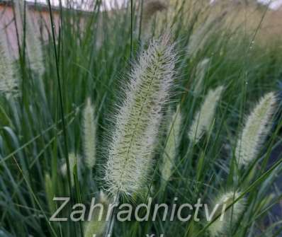 dochan - Pennisetum alopecuroides ´Herbstzauber´