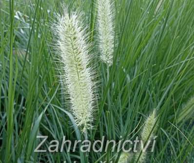 dochan - Pennisetum alopecuroides ´Herbstzauber´