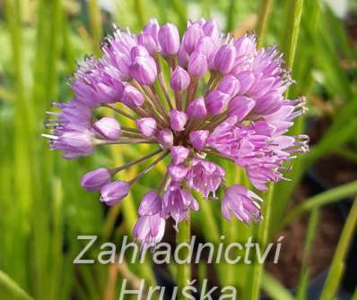 Allium Milenium