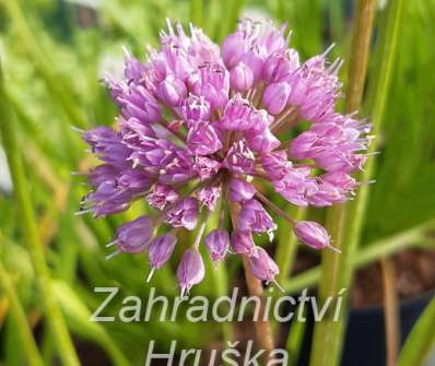 Allium Milenium
