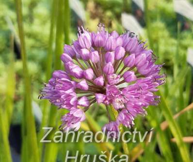 Allium Milenium