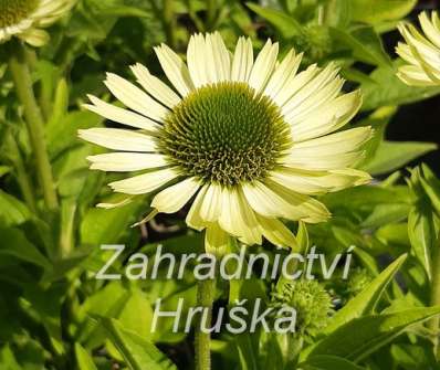 Echinacea Green Jewel