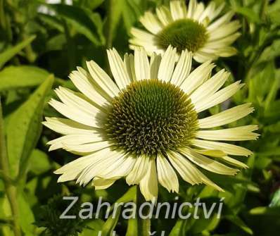 Echinacea Green Jewel