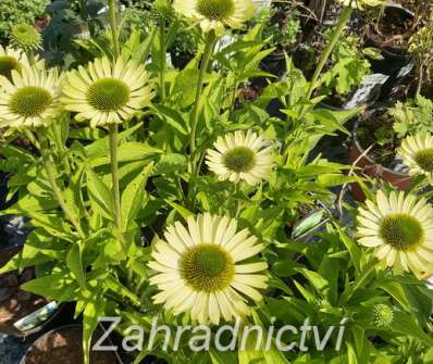 Echinacea Green Jewel