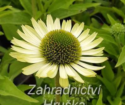 Echinacea Green Jewel