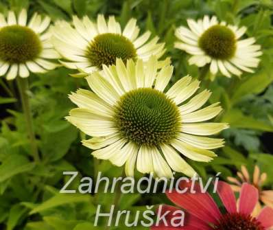 Echinacea Green Jewel