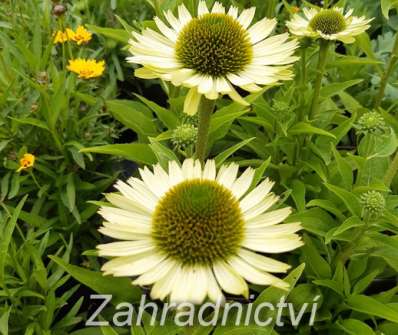 Echinacea Green Jewel