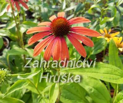 Echinacea Julia