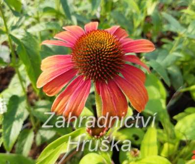 Echinacea Julia