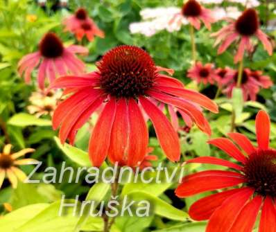 Echinacea Julia