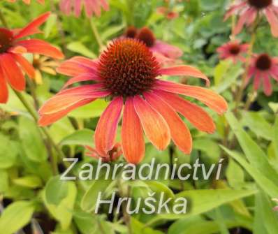 Echinacea Julia