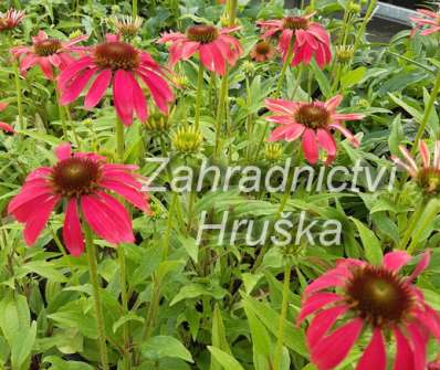 Echinacea Magenta Pearl