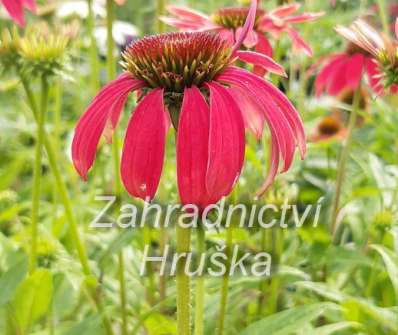 Echinacea Magenta Pearl