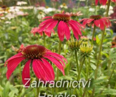 Echinacea Magenta Pearl