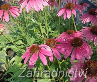Echinacea Magenta Pearl