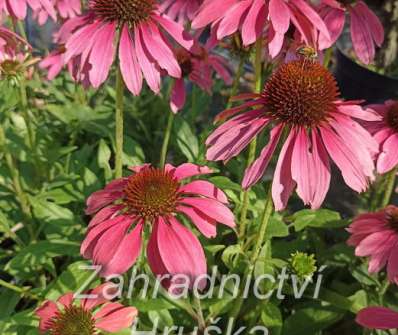 Echinacea Magenta Pearl