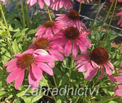 Echinacea Magenta Pearl