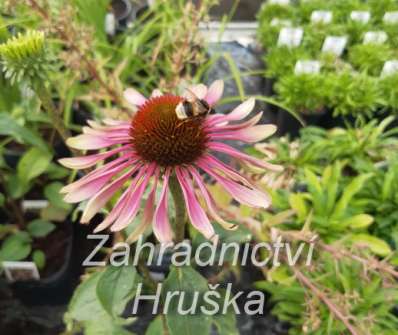 Echinacea purpurea Green Twister