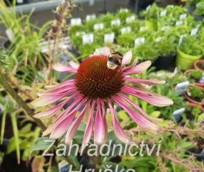 Echinacea purpurea Green Twister