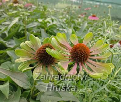 Echinacea purpurea Green Twister