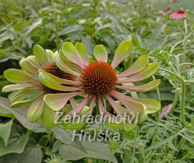 Echinacea purpurea Green Twister