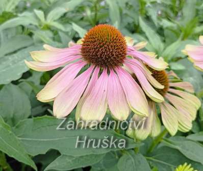 Echinacea purpurea Green Twister