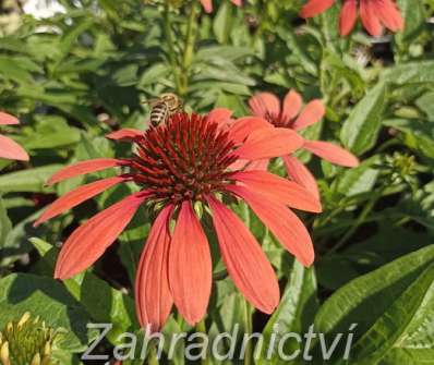 Echinacea Red Pearl