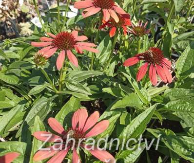 Echinacea Red Pearl