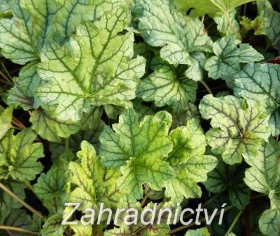 Heuchera Venus