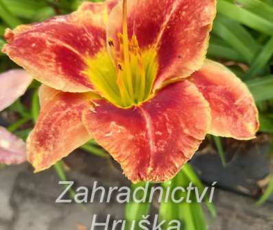 Hemerocallis Divas Choice