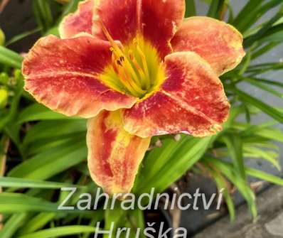 Hemerocallis Divas Choice