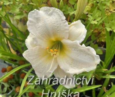 Hemerocallis Gentle Shepherd