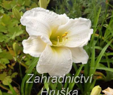 Hemerocallis Gentle Shepherd