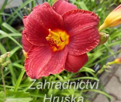 Hemerocallis Little Zinger