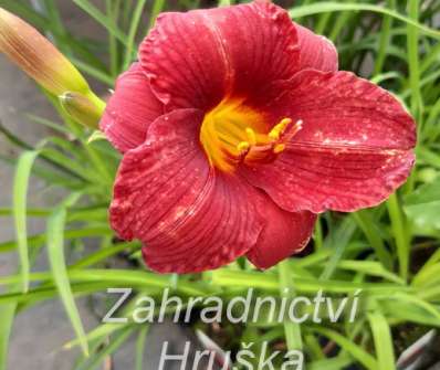 Hemerocallis Little Zinger