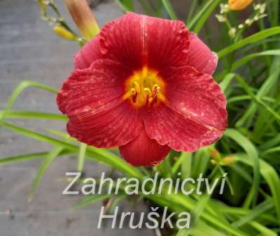 Hemerocallis Little Zinger