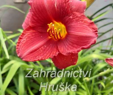 Hemerocallis Little Zinger