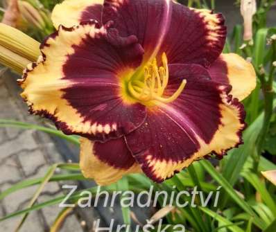 Hemerocallis Pumpkin Bandit