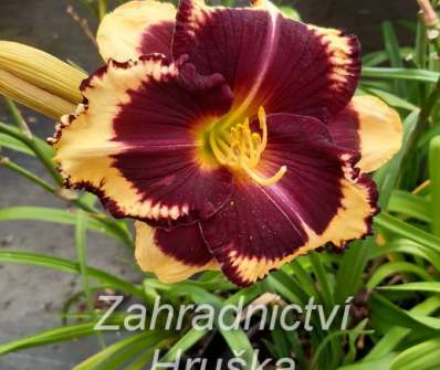 Hemerocallis Pumpkin Bandit