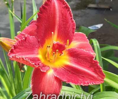 Hemerocallis Bogeyman