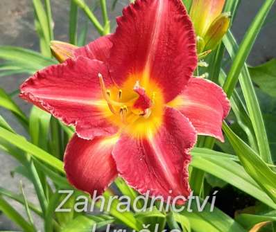 Hemerocallis Bogeyman