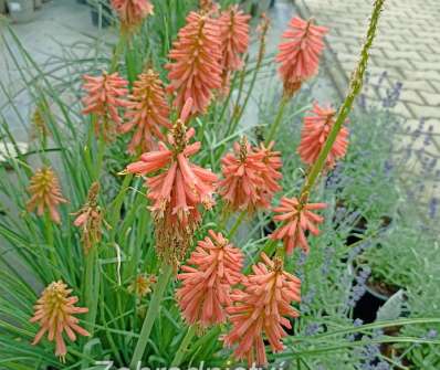 Kniphofia Redhot Popsicle