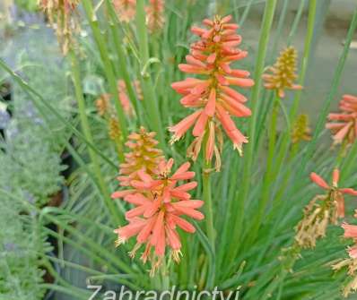 Kniphofia Redhot Popsicle