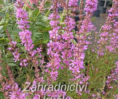 Lythrum virgatum Dropmore Purple
