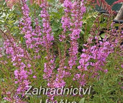 Lythrum virgatum Dropmore Purple